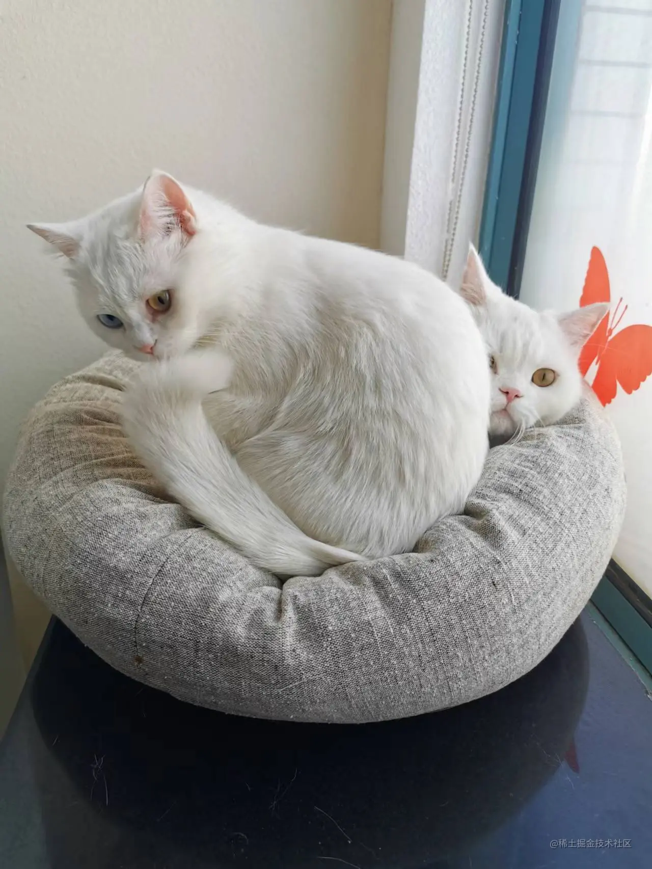 小猫咪