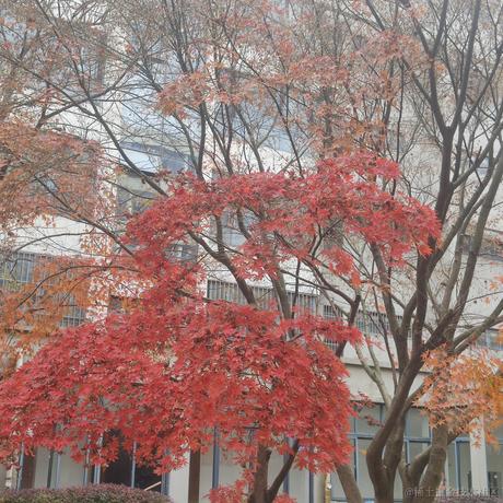 夏衍成风于2022-11-24 09:46发布的图片