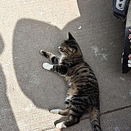 一支奶淇琳于2022-11-22 21:54发布的图片