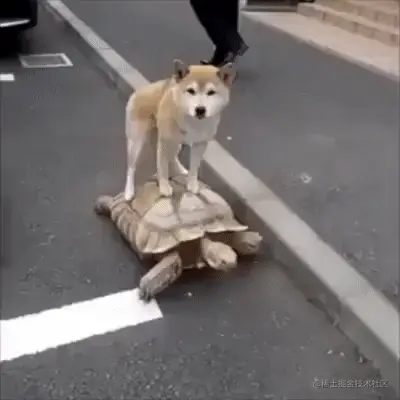 dogcarry