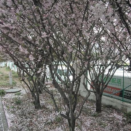 听雨落屋檐于2023-04-02 00:21发布的图片