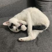 LeviFoyoo的个人资料头像