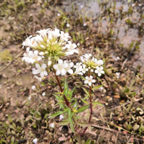 玛朵布莎丹于2021-05-20 08:35发布的图片