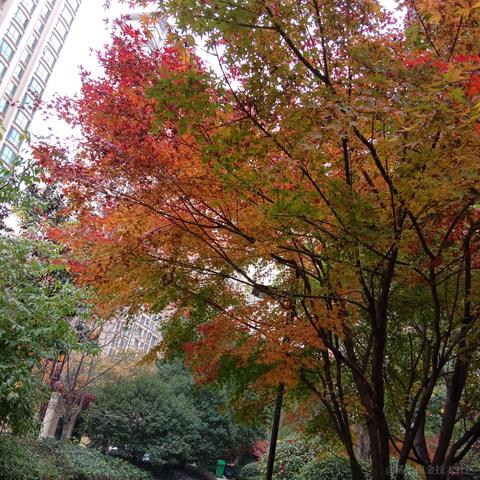 Tom难移于2022-11-28 07:50发布的图片