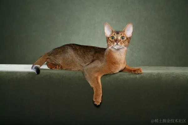Abyssinian_1.jpg