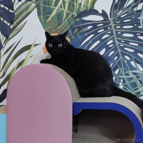 bunnybell于2022-11-24 11:23发布的图片