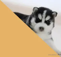 image-20210916143835616