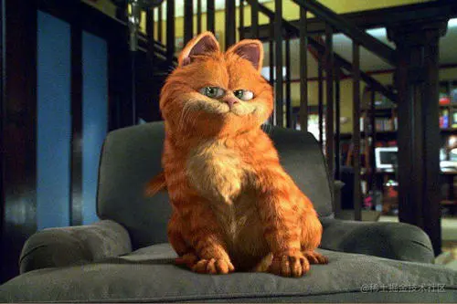 加菲猫.jpg