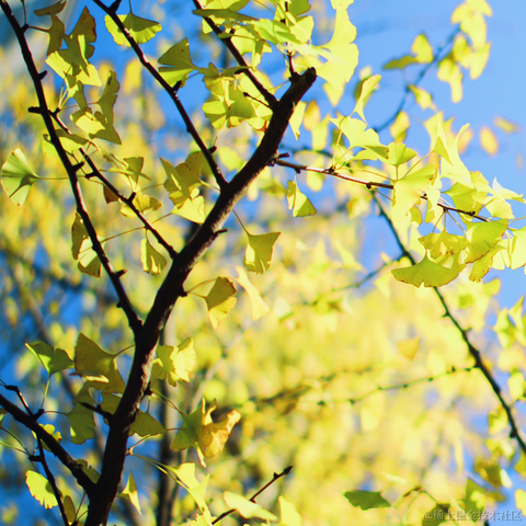 红毛丹于2023-12-14 08:04发布的图片