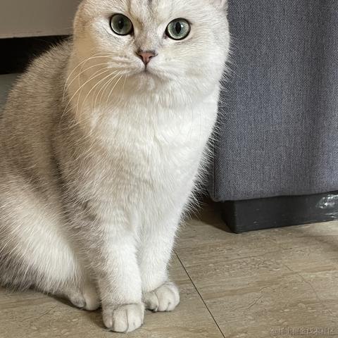 暴躁铲屎官于2021-05-14 10:20发布的图片