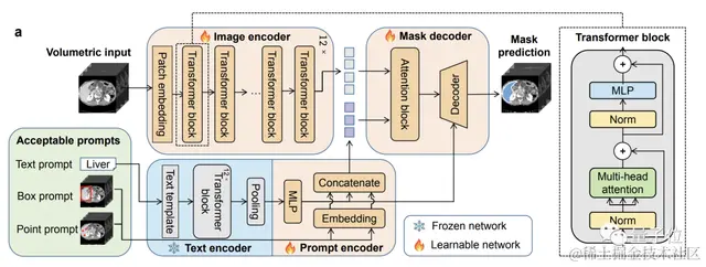 医学通用分割模型来了！一口气分割200多个解剖类别，发布即开源 | 智源出品