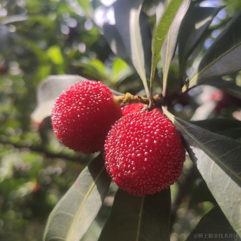 坚果派_坚果于2022-06-11 20:11发布的图片