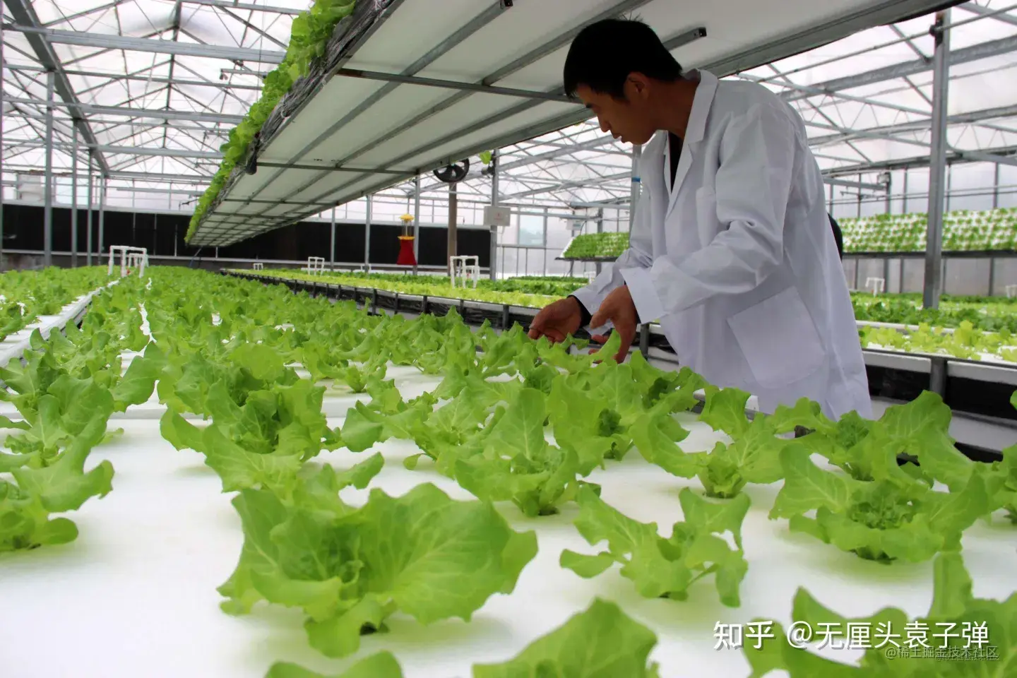 图片来源：无土栽培的植物有哪些 无土栽培的3种方式_栽培养殖__南北花木网 (1818hm.com)
