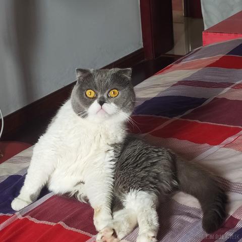 远离那小猫于2022-11-24 19:06发布的图片