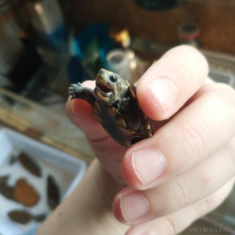 LuerDog于2020-09-09 10:06发布的图片