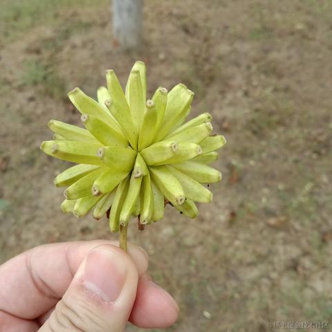 卖核弹的龟于2021-09-06 13:34发布的图片