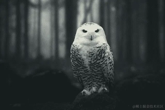 猫头鹰的照片