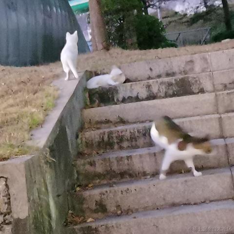 Wei于2022-11-17 23:51发布的图片