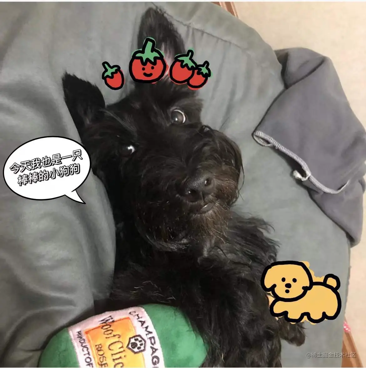 棒棒的小狗狗.jpg