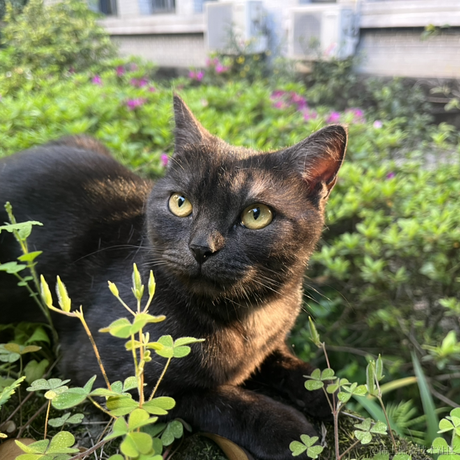 喵桑阿里嘎多版于2023-04-10 23:59发布的图片