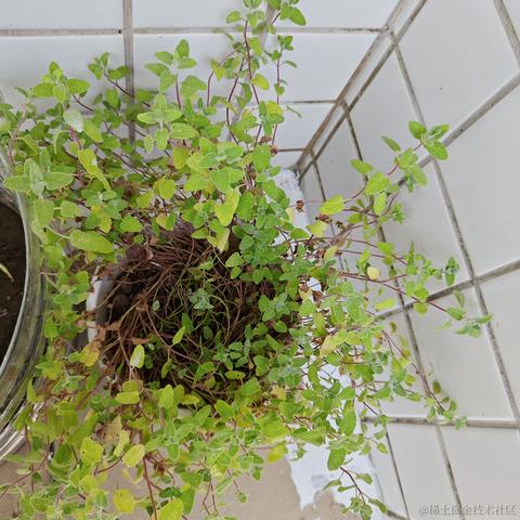 跑来跑去可没有打人爽于2023-09-27 13:27发布的图片