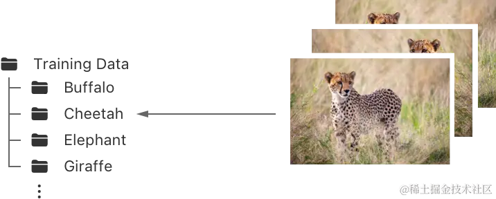 该图显示了一个名为 Training Data 的文件夹，其中包含使用与其包含的图像类别相对应的标签命名的子文件夹。 例如，所有的 cheetah 图像都进入一个名为 Cheetah 的子文件夹。