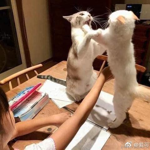 爱可可爱生活于2021-04-07 22:17发布的图片