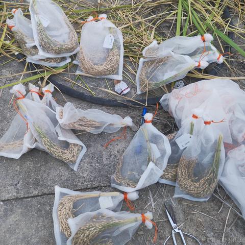 vavaAVA于2022-11-16 21:43发布的图片