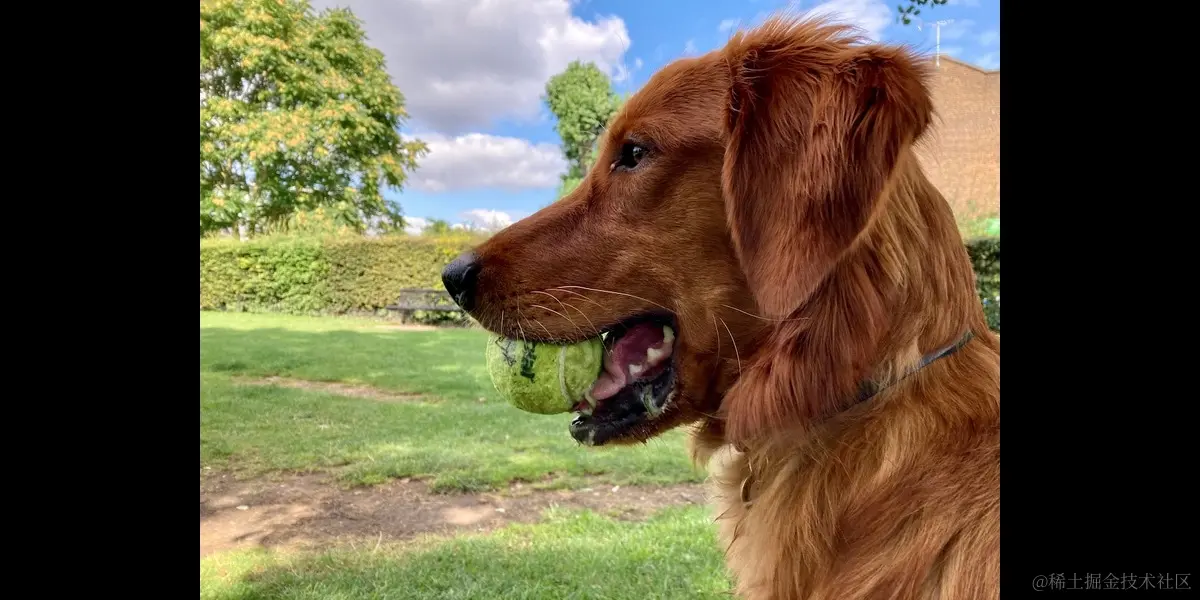 一只看起来很漂亮的狗狗的侧面像，嘴里叼着一个球；图片两侧有额外的空间。