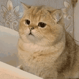 俄里翁于2021-09-24 12:40发布的图片