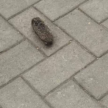 chewing于2022-11-10 13:31发布的图片