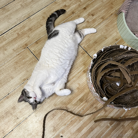 我家猫叫佩奇于2021-12-02 22:28发布的图片