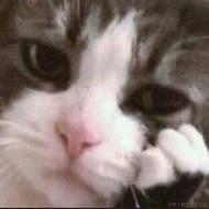 糖醋拐杖于2023-08-12 15:02发布的图片