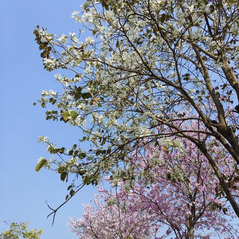 柒号华仔于2023-03-05 14:08发布的图片