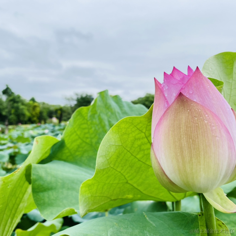 摄氏40度于2021-09-15 15:26发布的图片