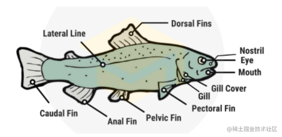 鱼身体部位的英文单词学习 英语学习 掘金