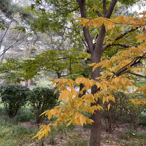 每天都是不一样的太阳于2022-10-20 10:25发布的图片