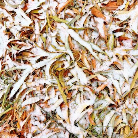 是羽于2022-11-12 14:10发布的图片