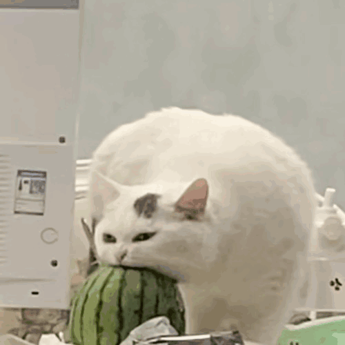 午夜狂鸽于2022-11-18 09:14发布的图片