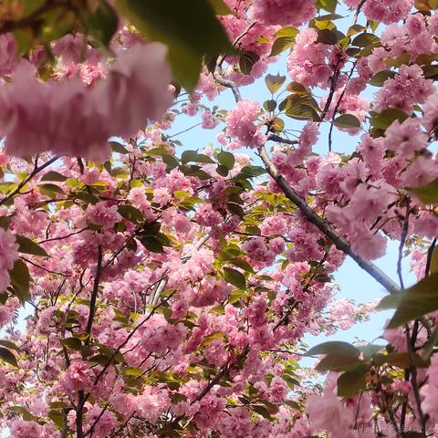 仙童总是玩于2023-04-02 09:22发布的图片