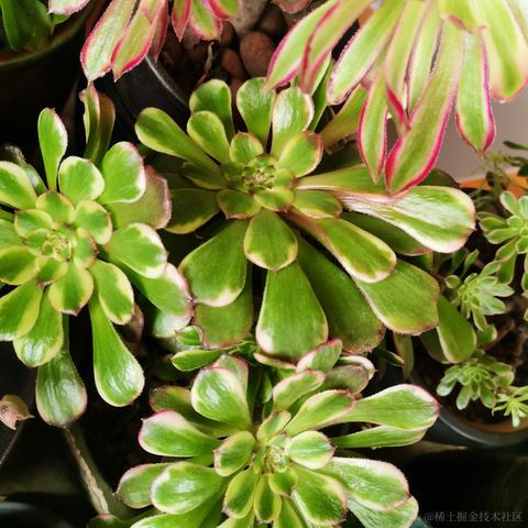 月季花于2022-11-28 08:43发布的图片