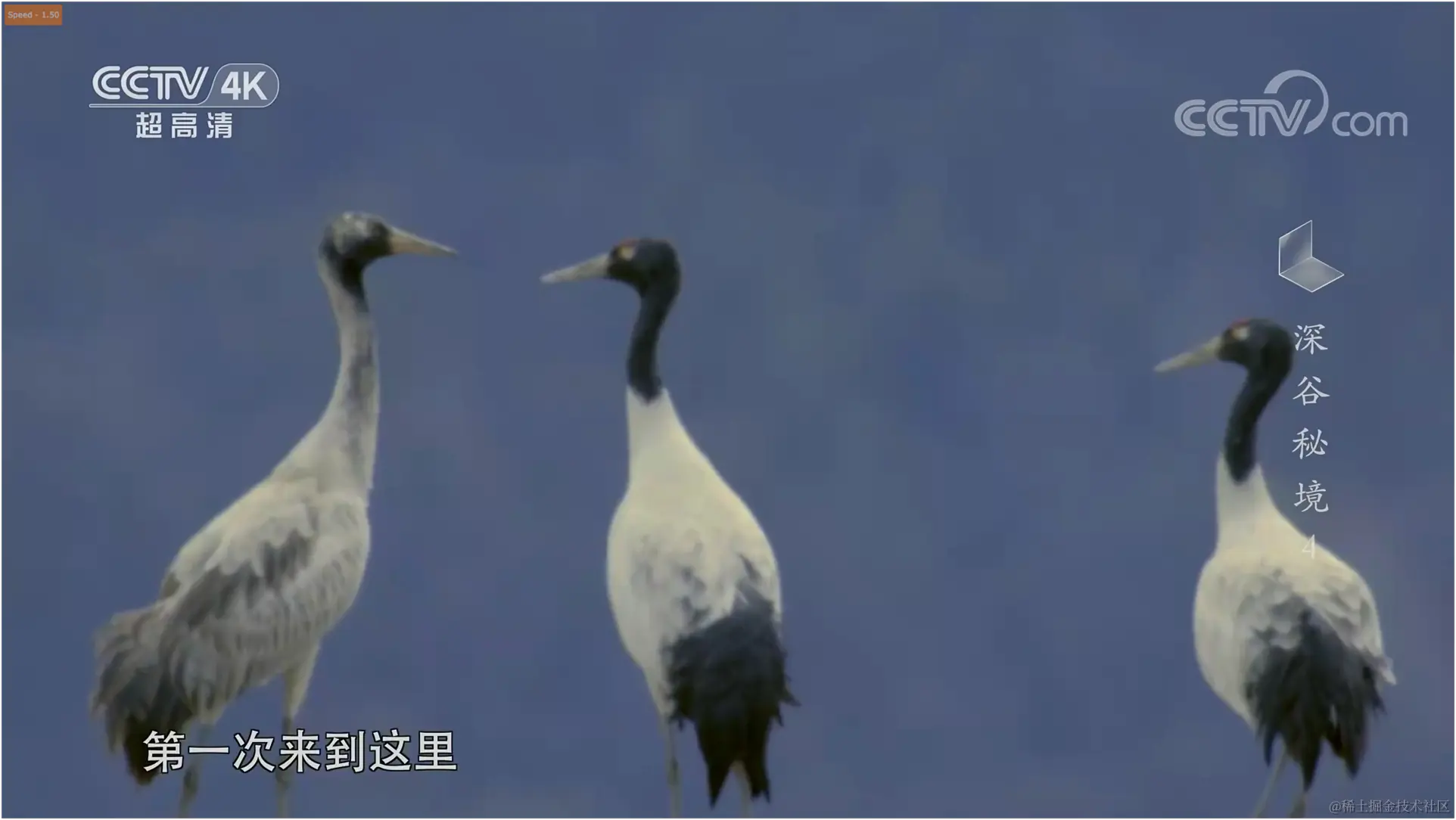 黑颈鹤