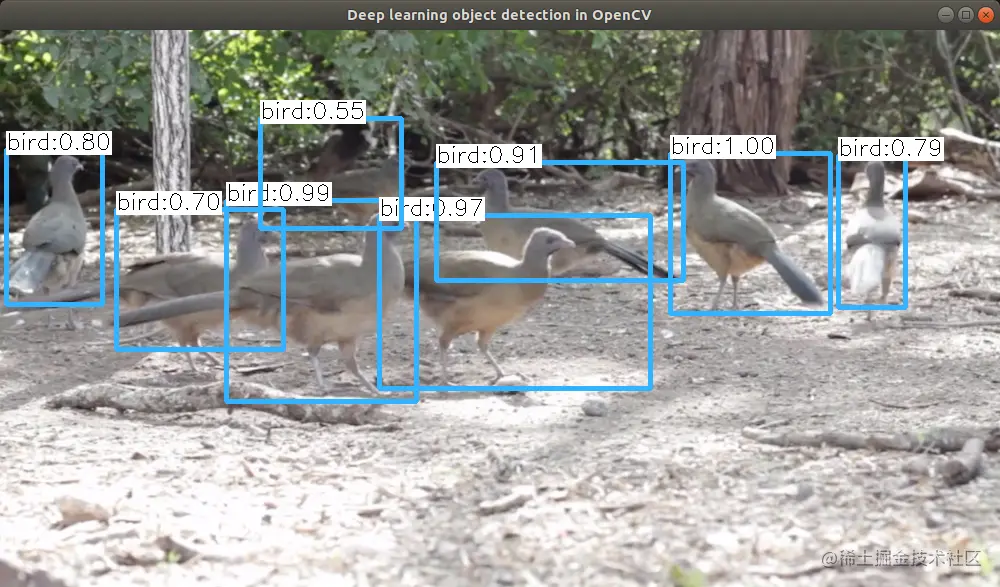 opencv_yolov3_bird