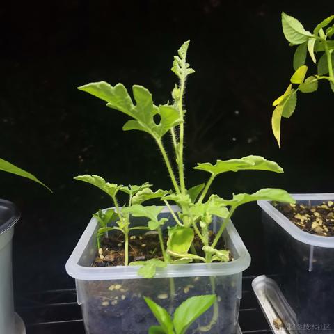 Ava大水母于2023-06-18 10:53发布的图片