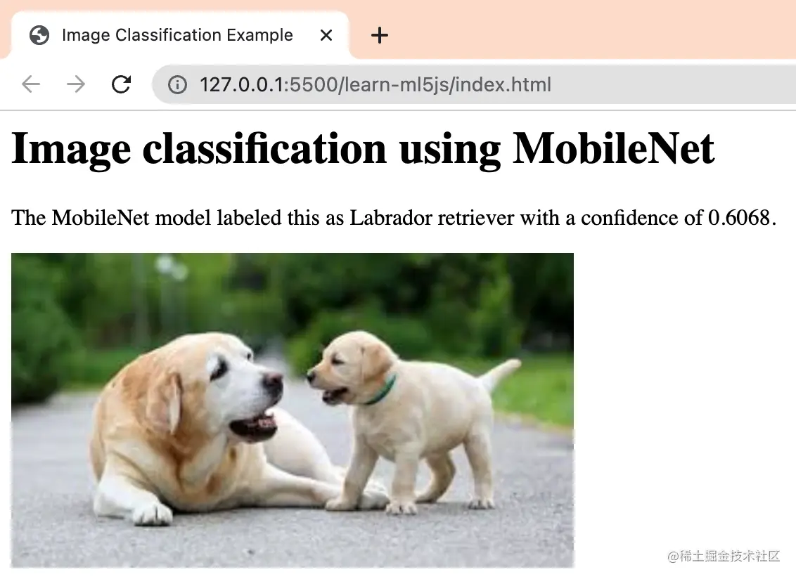 bingo!识别出这是拉布拉多犬