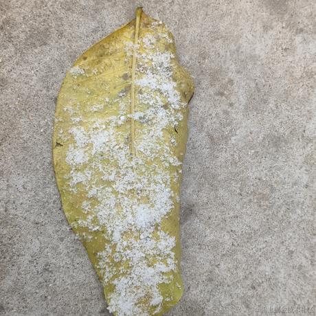 喂羊没有烦恼于2022-11-30 09:52发布的图片