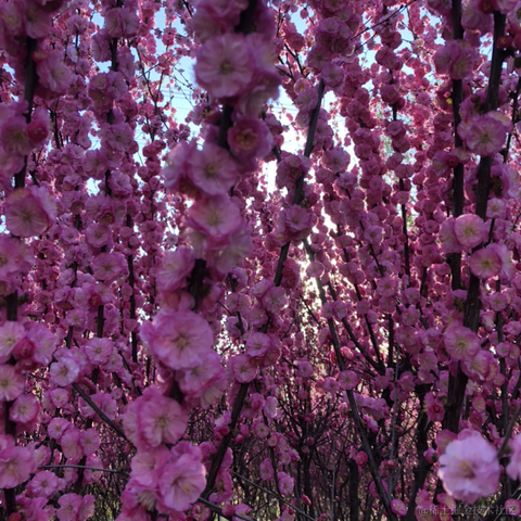 前端精髓于2021-04-04 19:55发布的图片