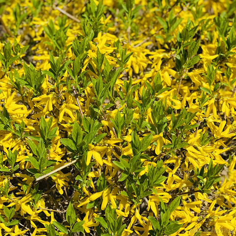 lizheming于2021-03-29 13:45发布的图片