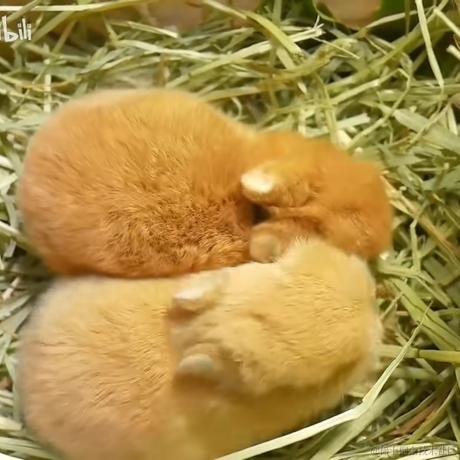 关注乃琳嘎关注乃琳谢谢嘎于2022-11-20 08:18发布的图片