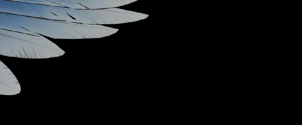 《老鹰抓小鸡》制作亮点 - 瑞云渲染